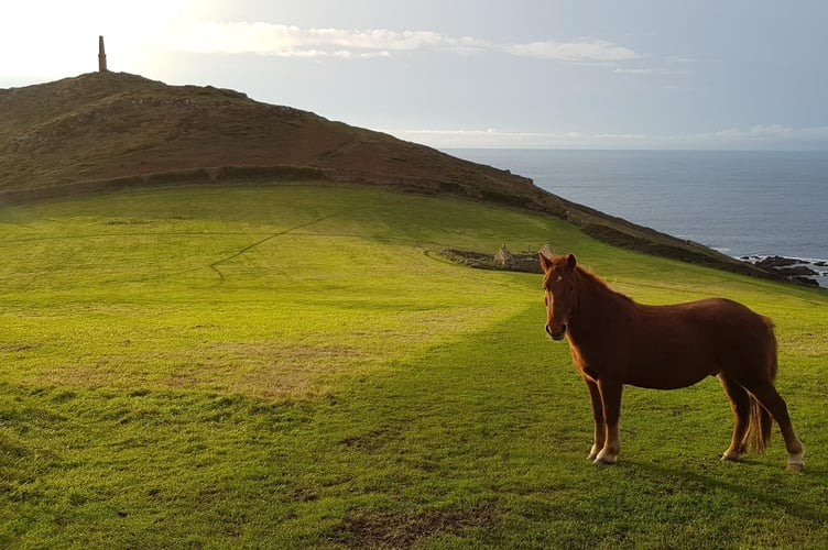 Dartmoor ponies at Cape Cornwall. Photo credit National Trust, Ash Pearson