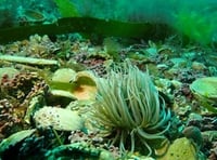 New maerl beds discovered off Cornwall's south coast