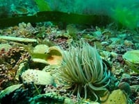 New maerl beds discovered off Cornwall's south coast