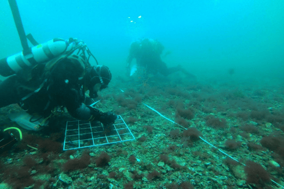 Divers at work. Photo - Becky Tooby