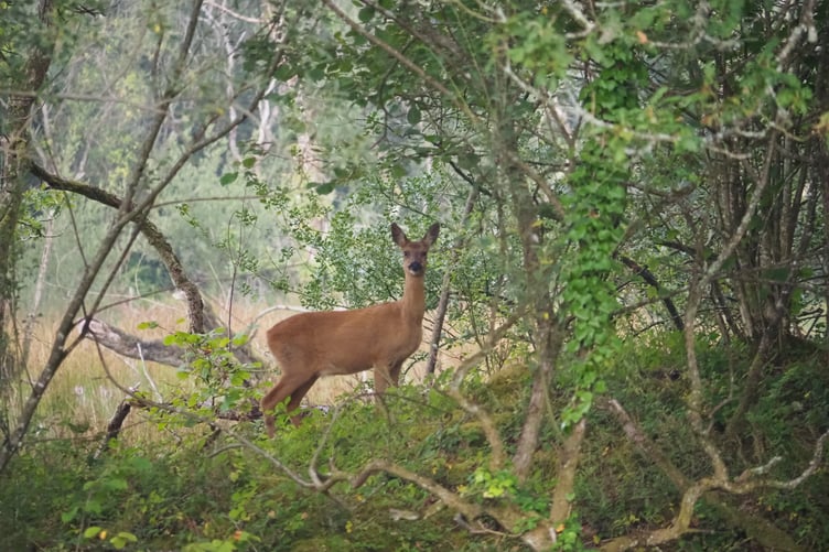 A roe deer at the Helman Tor reserve. Picture: Laura Snell