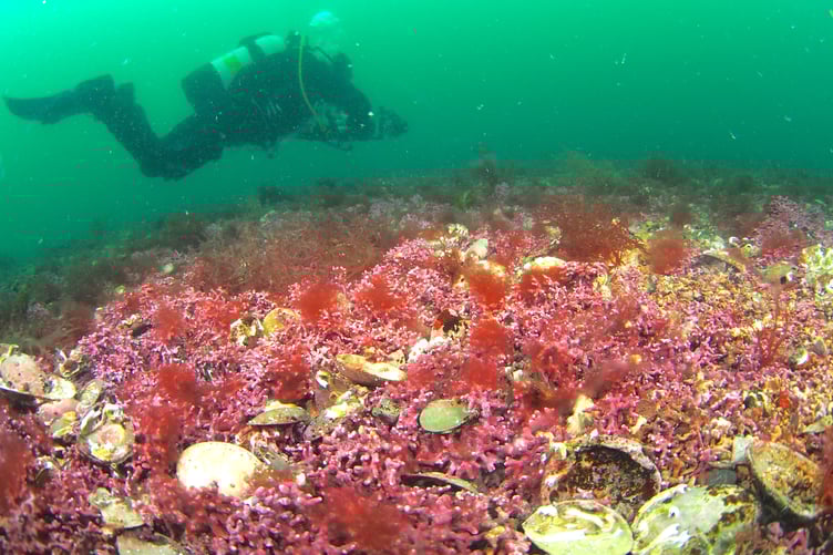 A diver over an important maerl bed habitat. Picture: Matt Slater