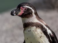 Future of Newquay Zoo thrown into doubt 
