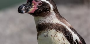 Future of Newquay Zoo thrown into doubt 