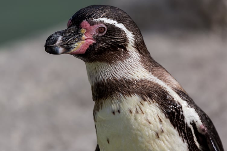 One of the Humboldt penguins at Newquay Zoo