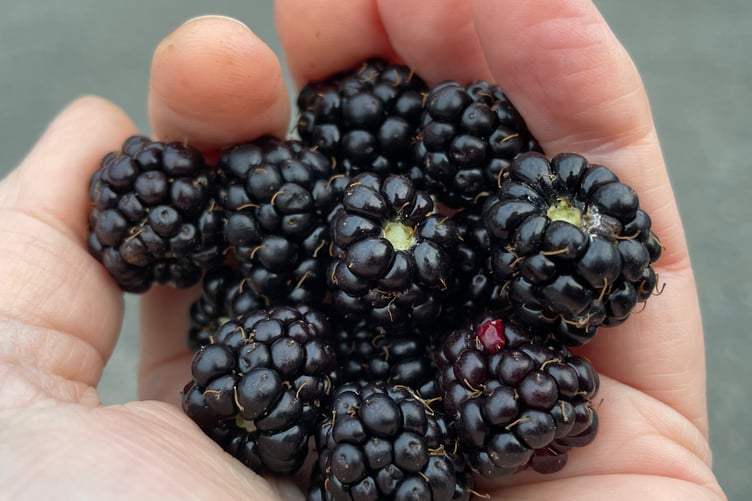 A handful of blackberries