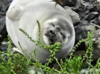 Ringed seal recorded for first time in Cornwall