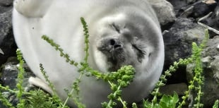 Ringed seal recorded for first time in Cornwall