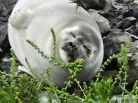 Ringed seal recorded for first time in Cornwall
