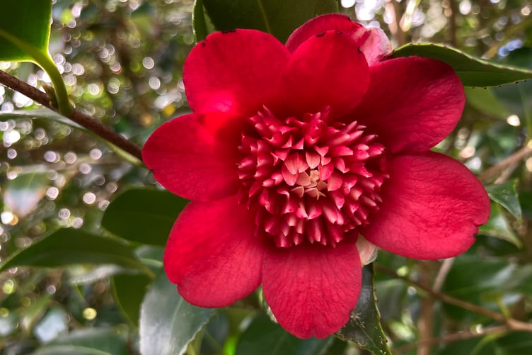 An impressive flower at the National Trust's Cotehele gardens in Cornwall. Picture: Andrew Townsend