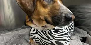 Vets issue stone warning after pet needs life saving surgery