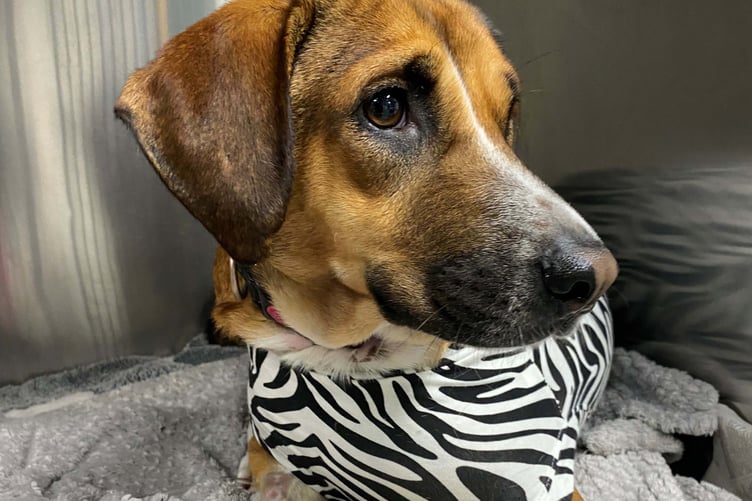 Looe pet Lily was saved with emergency surgery not once but twice after swallowing pebbles.