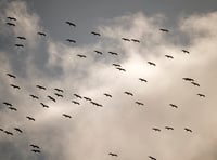 Seventy white storks soar across the Looe horizon