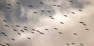Seventy white storks soar across the Looe horizon