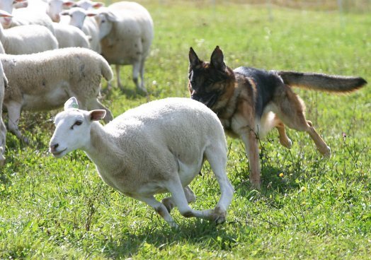 Police and community join forces to tackle dog attacks on livestock