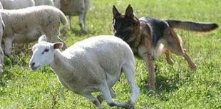 Farmers fear rising dog attacks on young lambs during holidays 