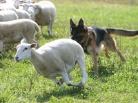New figures highlight the worrying cost of livestock dog attacks