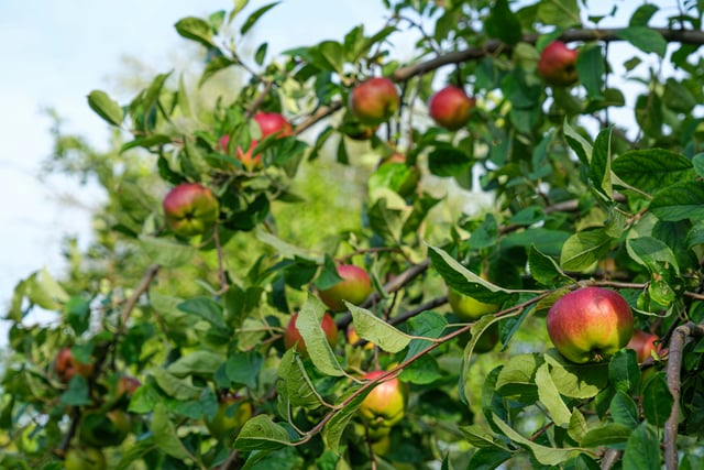 Apple fair to enthral families