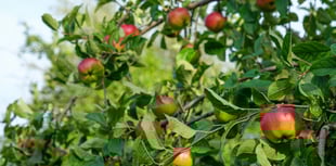 Homes/Garden: Your essential garden tasks for September