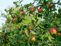 Apple fair to enthral families