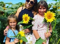 Attraction is staging sunflower trail to raise funds for charity