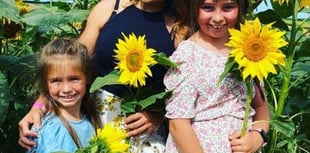Attraction is staging sunflower trail to raise funds for charity
