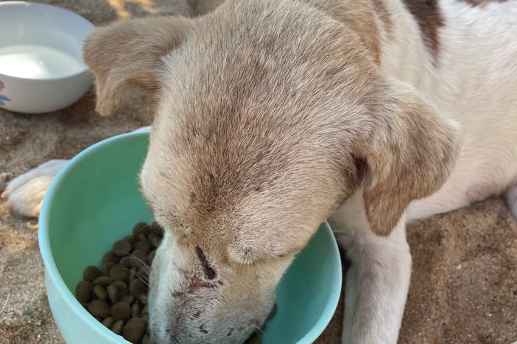 Madagascar dog rescue