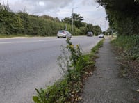 Councillors vote to challenge council glyphosate plans