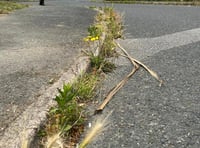 War of words breaks out over growth of town’s weeds
