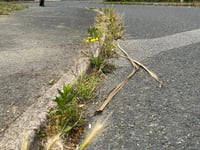 War of words breaks out over growth of town’s weeds
