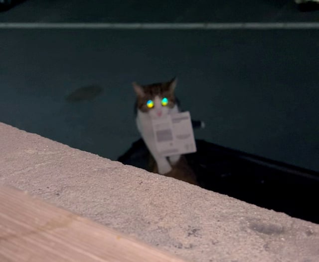 Cat brings home winning scratchcard