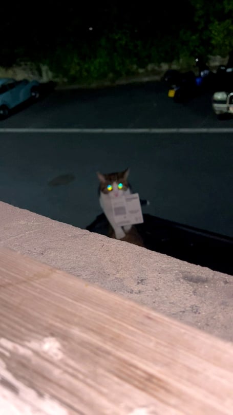 Monkey the cat, bringing home a winning scratch card. A pet owner was left delighted when her cat brought home a winning scratchcard - bagging her £10. Megan Christian, 33, says one-year-old Monkey often arrives with unusual items. She's previously dragged home a Wetherspoons menu, a coffee sachet and chicken from KFC. And earlier this month mixed breed Monkey turned up at the home in Penzance, Cornwall with a winning scratchcard - worth a tenner. 