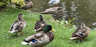 Unexploded ordnance scare at duck pond leads to police cordon