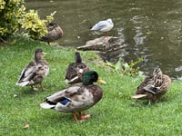 Unexploded ordnance scare at duck pond leads to police cordon
