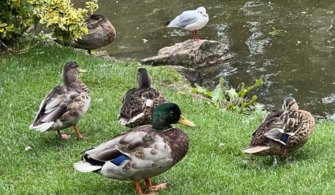 Unexploded ordnance scare at duck pond leads to police cordon