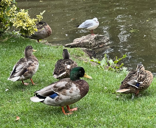 Unexploded ordnance scare at duck pond leads to police cordon