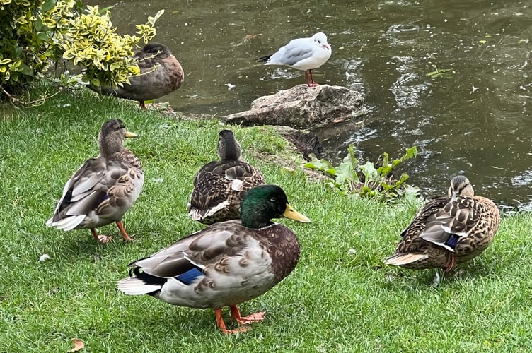 The duck pond at Truro's Boscawen Park