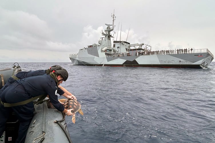 EMBARGOED 2230 SEPT 27 2024  Six rare turtles have been returned to their original Atlantic habitat thanks to the Royal Navy. It linked up with two marine life organisations to deliver half a dozen loggerhead turtles to warmer waters after the creatures were washed up on the UK shores and nurtured back to health. Crew of HMS Medway released the vulnerable creatures off the Azores as the patrol ship heads towards the Caribbean. The juvenile turtles were swept from the Caribbean or Eastern Seaboard of the USA by strong winds and Atlantic currents. Once in the cold waters around they UK they quickly become âcold-stunnedâ and would have died had they not been washed up and rescued. Five came ashore in Cornwall and Devon and have been cared for since by staff at Newquayâs Blue Reef Aquarium, while the sixth creature has been nurtured by folk at Anglesey Sea Zoo having been found on one of the islandâs beaches. 