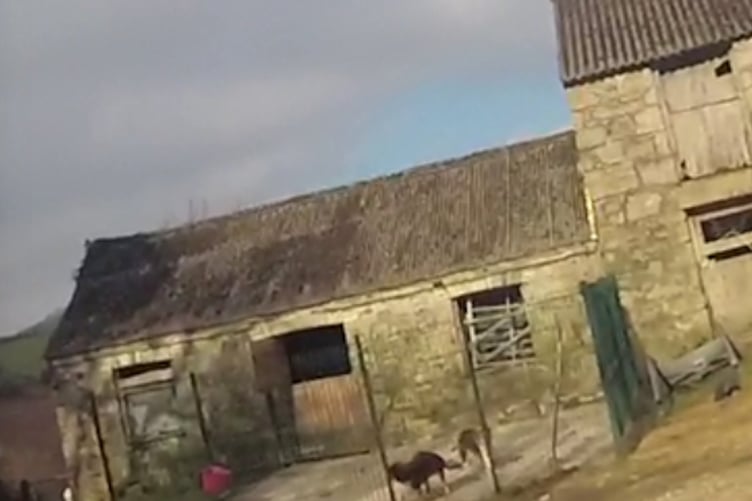 The dogs were kept in draughty, cold outbuildings. Picture: Cornwall Council