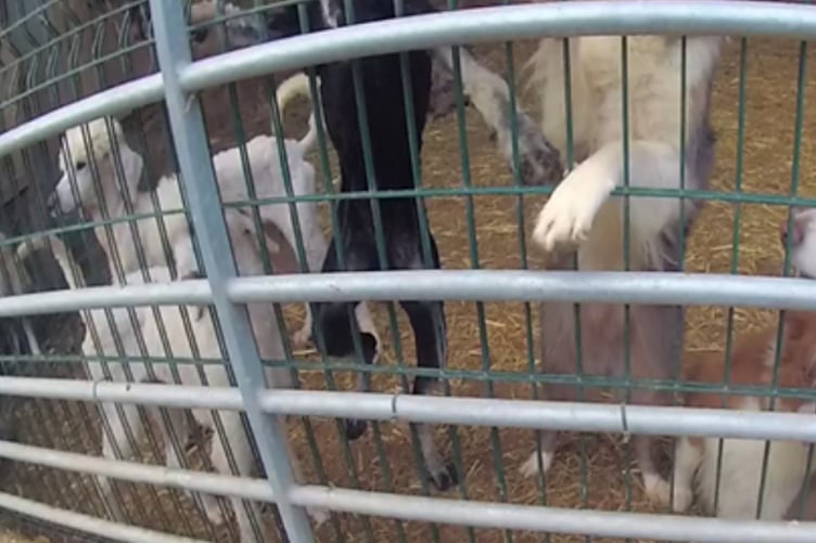 The dogs were in overcrowded and dirty accommodation. Picture: Cornwall Council