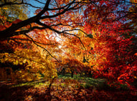 Kirstie Newton: Autumn leaves 