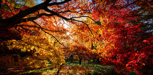 Kirstie Newton: Autumn leaves 