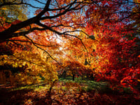 Kirstie Newton: Autumn leaves 