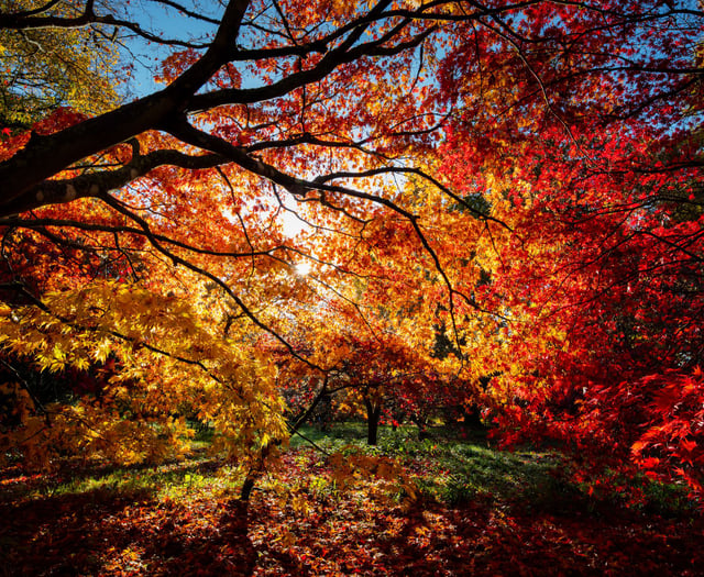 Kirstie Newton: Autumn leaves 