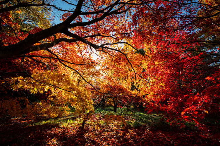 Autumn leaves 