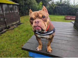 RSPCA centre launches initiative to support animals in need of care 