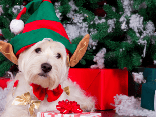 Festive day out planned for dogs and their humans