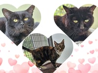 RSPCA launches appeal to home three cats no one seems to want