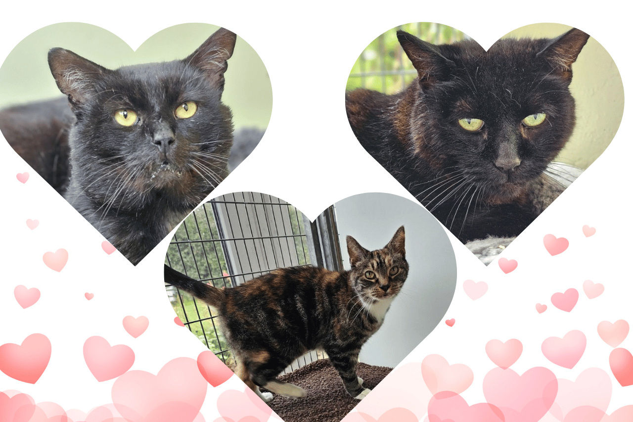 These three RSPCA Cornish cats have spent over 200 days looking for the