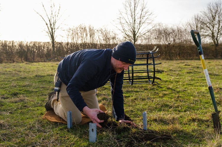 Tree planting at Wimpole Estate, Cambridgeshire